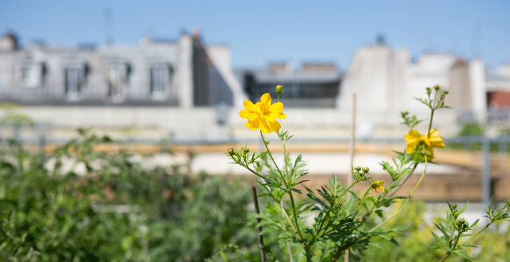 © Jean-Baptiste Gurliat / Mairie de Paris